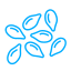 Seed Production
